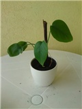 monstera